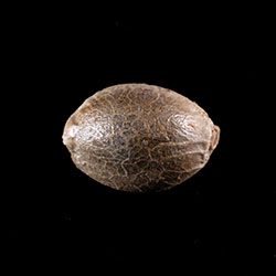 Dosidos Auto - 1 Seed