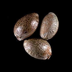 Dosidos Auto - 3+1 Seed