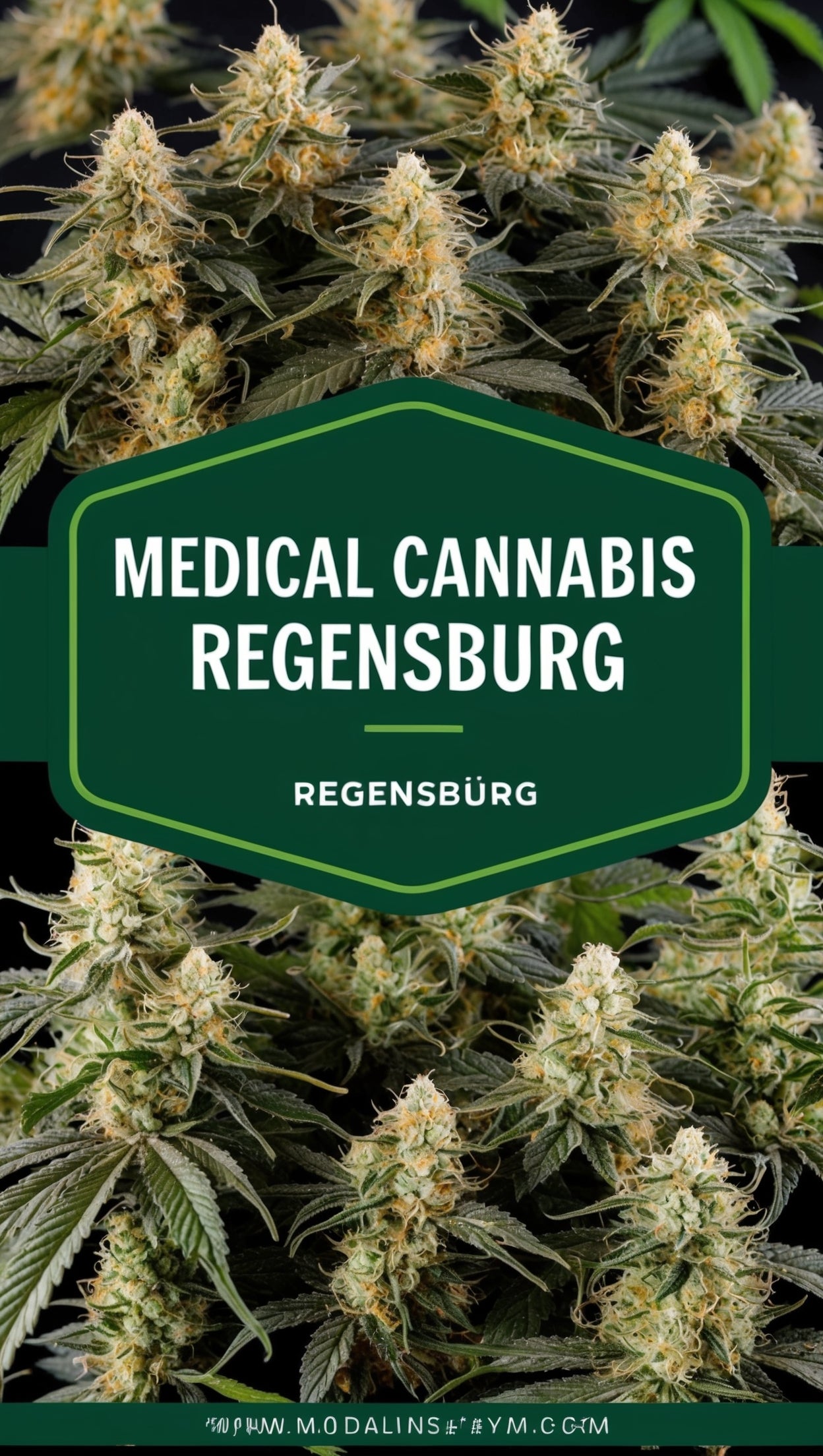 text-image-Cannabis Rezept Regensburg - Medizinisches Cannabis kaufen