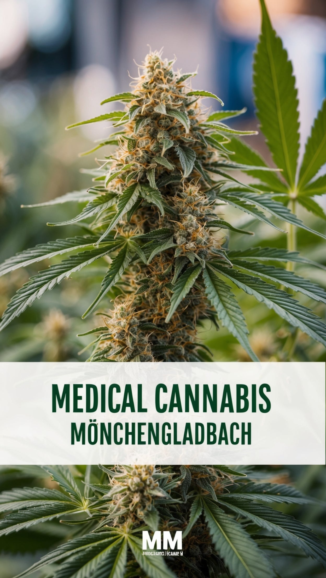 text-image-Cannabis Rezept Mönchengladbach - Medizinisches Cannabis kaufen