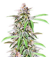 Dozy Breath (AlphaFem Seeds)