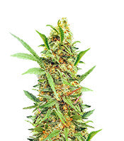 Dozy Cake (AlphaFem Seeds)