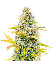 Dozy Sith (AlphaFem Seeds)