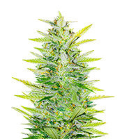 Dozy Whale (AlphaFem Seeds)