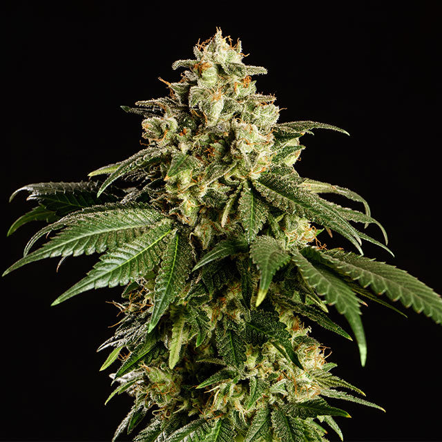 Dream Sherbet