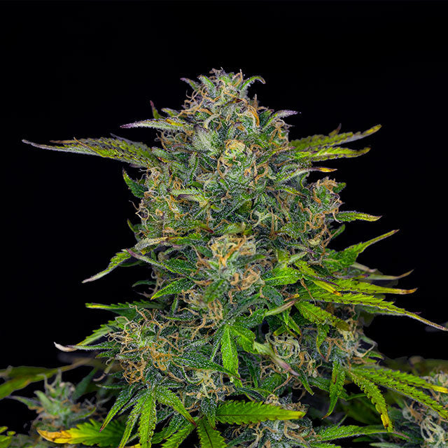 Zkittlez Auto