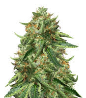 Black Ghost OG (Original Sensible Seeds)
