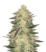 Melon Gum (Dr. Underground)