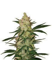 Cinderella 99 (Growers Choice)