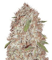 Blue Kripple (Dr. Krippling Seeds)
