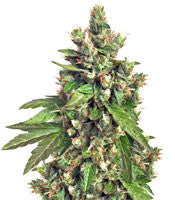 Buddha Medikit CBD (Buddha Seeds)