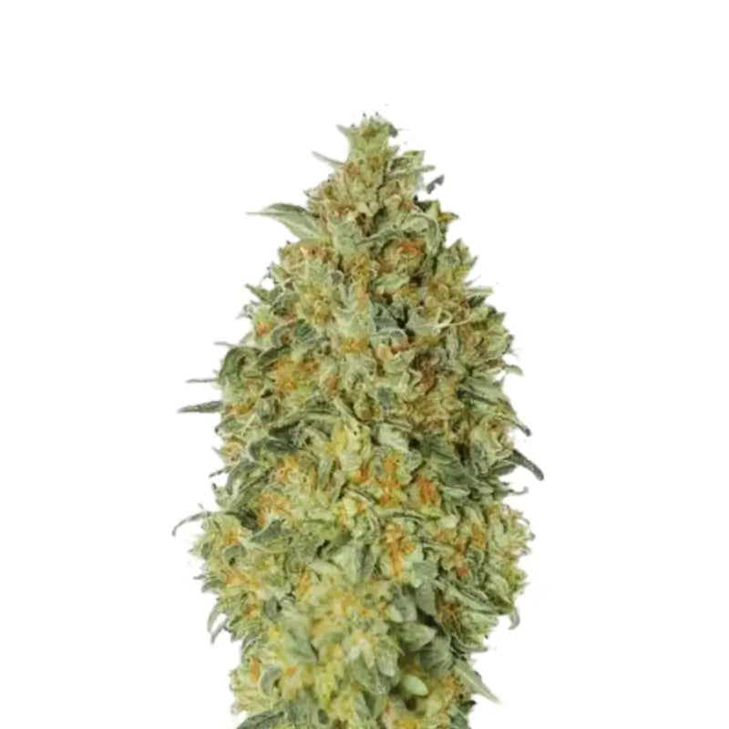 Sour Diesel Auto Cannabis Samen - 3 Stück