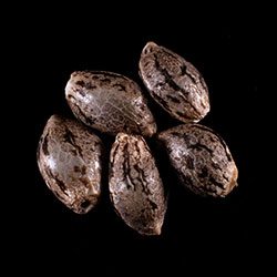 Hellfire OG - 5+2 Seed