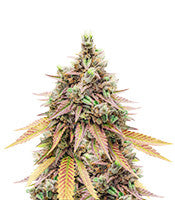 Fruit Salad (Expert Seeds)