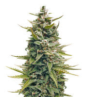 G13 Haze (Barney's Farm)
