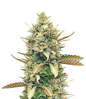 GG4 Sherbet Fast Flowering (Fast Buds)