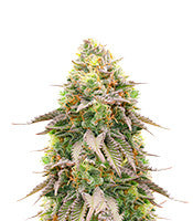 Girl Scout Cookies (Barney's Farm)