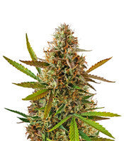 Blueberry Glue Auto (Glueberry Auto) (Expert Seeds)