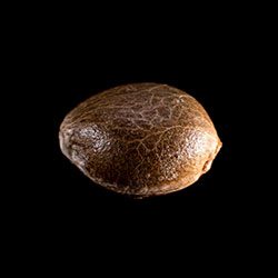 Gnomo Auto - 1 Seed