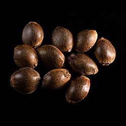 Gnomo Auto - 10+3 Seed