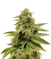 Gorilla Breath (Humboldt Seeds)