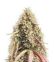 Gorilla Cookies Auto (Seedstockers)