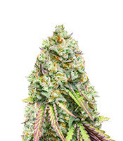 Gorilla Cookies (Seedstockers)