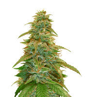 GG#4 Original Glue Auto (Auto Seeds)