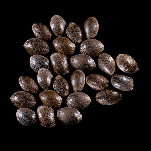Gorilla King Auto - 25 Seed