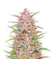 Gorilla Punch Auto (Fast Buds)