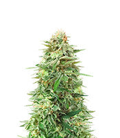 Gorilla SFV OG (Expert Seeds)