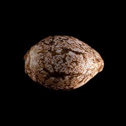 GSC - 1 Seed