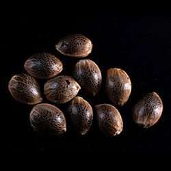 Gypsy Kush - 10+3 Seed