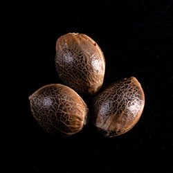 Gypsy Kush - 3+1 Seed