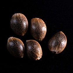 Gypsy Kush - 5+2 Seed