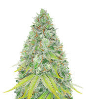 Lemon Skunk (GHS)