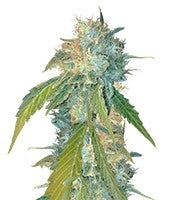 Yumbolt 47 (World of Seeds)