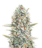 Hawaii Maui Waui (Nirvana Seeds)