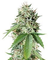 Brazil Amazonia (World of Seeds)