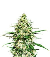 Amnesi-K Lemon (Kannabia Seeds)