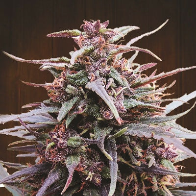 purple-haze-x-malawi