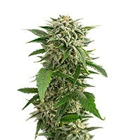 Bubba Kush Autoflowering (Dinafem Seeds)