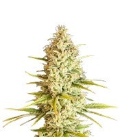 Critical VIP (VIP seeds)