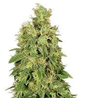 CBD-Chronic (Serious Seeds)