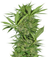 Easy Sativa (Female Seeds)