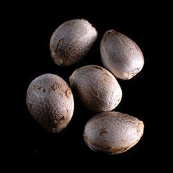 Karibbean Mango - 5+2 Seed