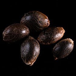 Kickass Auto - 5+2 Seed