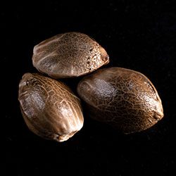 Kritic Auto - 3+1 Seed
