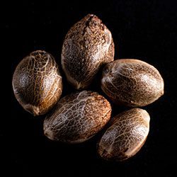 Kritikal-K - 5+2 Seed