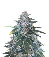 King’s Kush Auto CBD (GHS)
